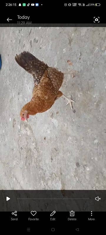 Misri Egg Laying Hens 5