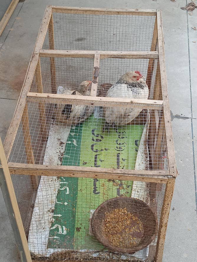 Hen Cage (murghiyo ka Pinjra) 4