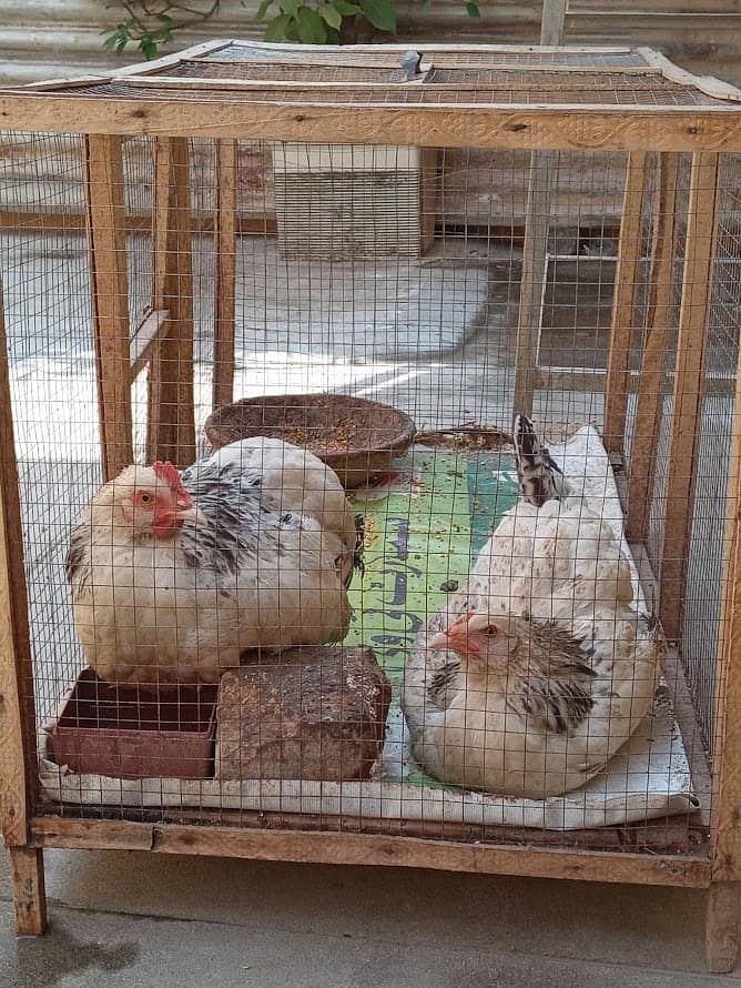 Hen Cage (murghiyo ka Pinjra) 5