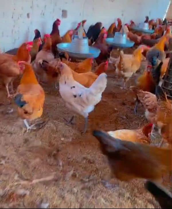 hens fertile eggs Rs40 03226205293 2