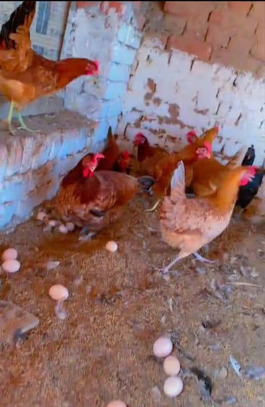 hens fertile eggs Rs40 03226205293 3