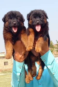 German Shepherd puppies for sale