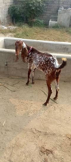 makhi cheni bakri 03201366374