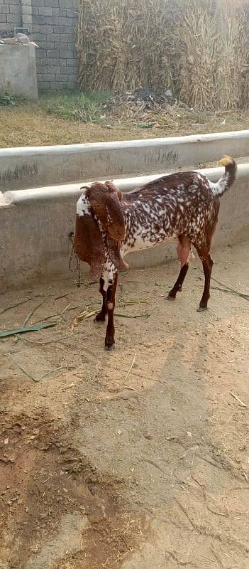 makhi cheni bakri 03201366374 2