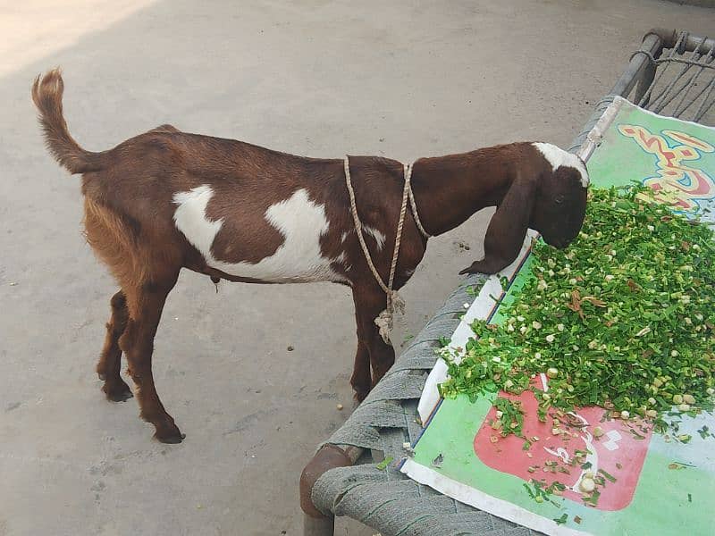 Bakra 1