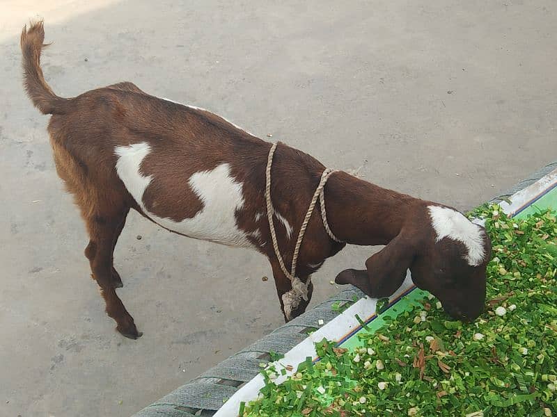 Bakra 5