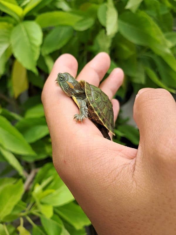 2 red ear slider Turtles with FREE basking  platform 1