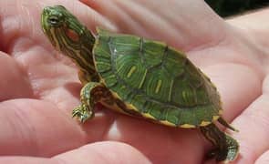 2 red ear slider Turtles with FREE basking  platform