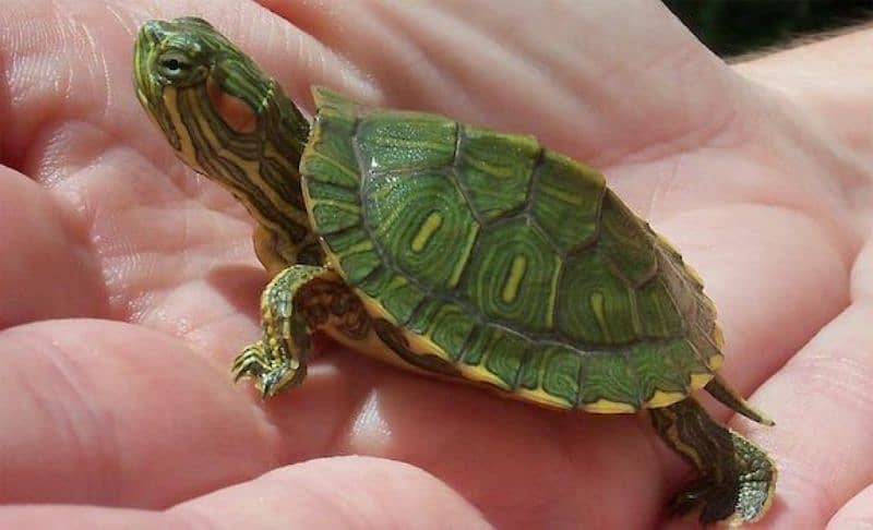 2 red ear slider Turtles with FREE basking  platform 2