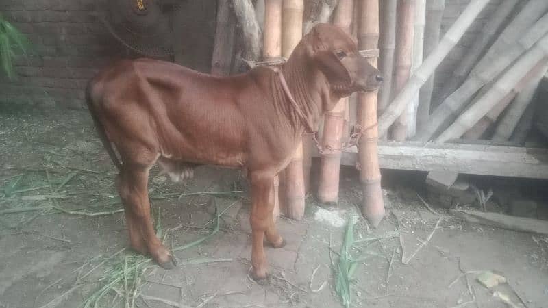 Cow for sale Urgent 3