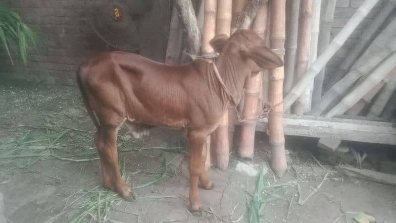 Cow for sale Urgent 4