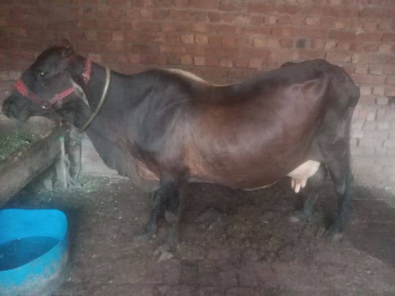 Cow for sale Urgent 5