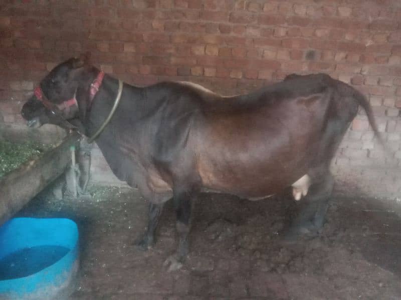 Cow for sale Urgent 6