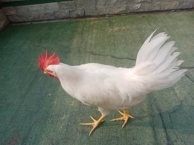 1 White Murga with 2ft Cage urgently sale 2