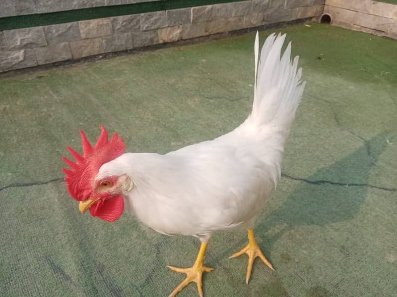 1 White Murga with 2ft Cage urgently sale 4