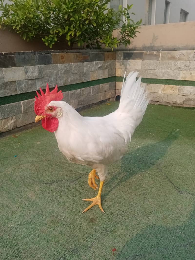 1 White Murga with 2ft Cage urgently sale 0