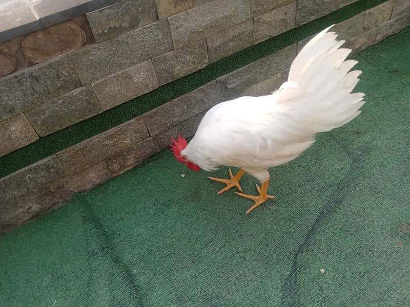 1 White Murga with 2ft Cage urgently sale 5