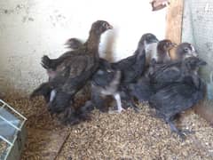 black heavy cochin & ayam ciemani chicks 0