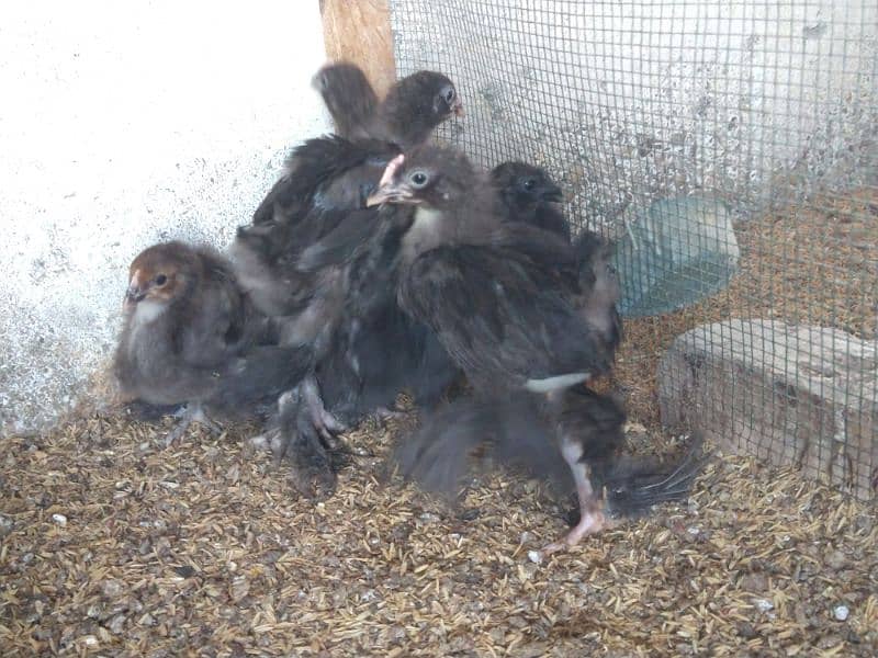 black heavy cochin & ayam ciemani chicks 1