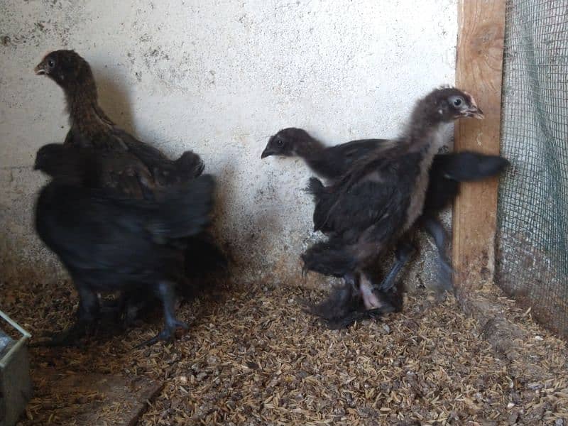 black heavy cochin & ayam ciemani chicks 2