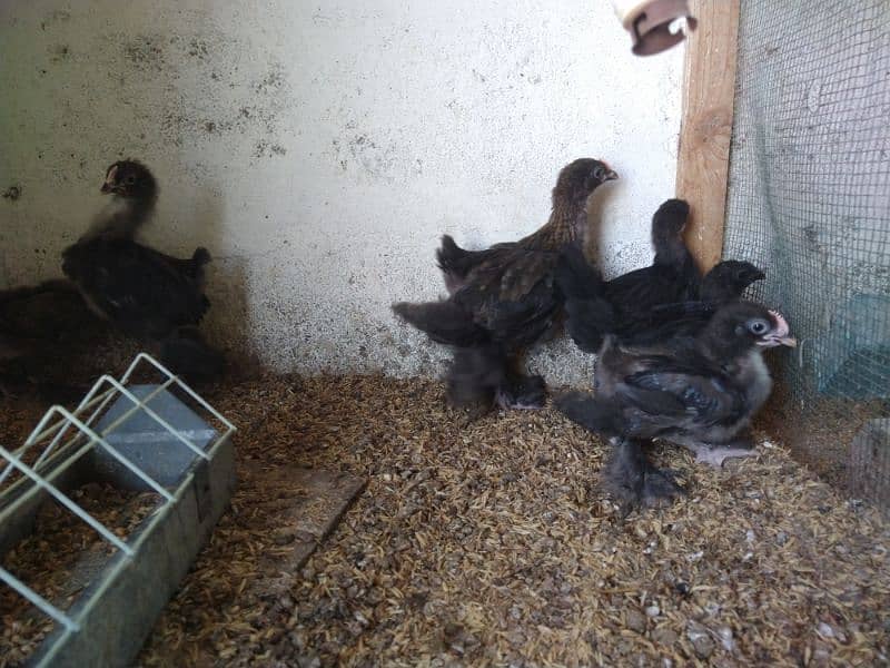 black heavy cochin & ayam ciemani chicks 3