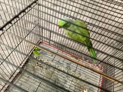 Ring Neck Raw parrot