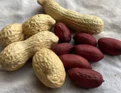 High Quality peanut/parachanar