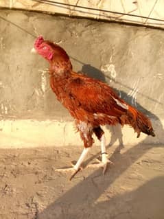 peela Aseel eggs available