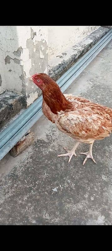 peela Aseel eggs available 3