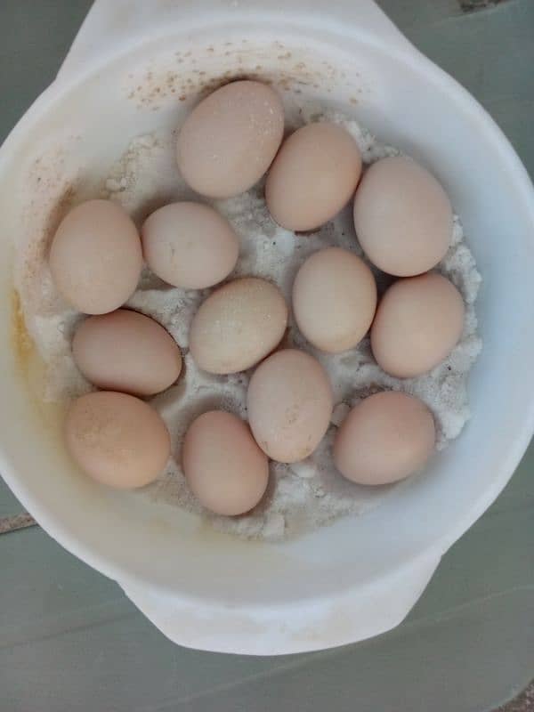 peela Aseel eggs available 5