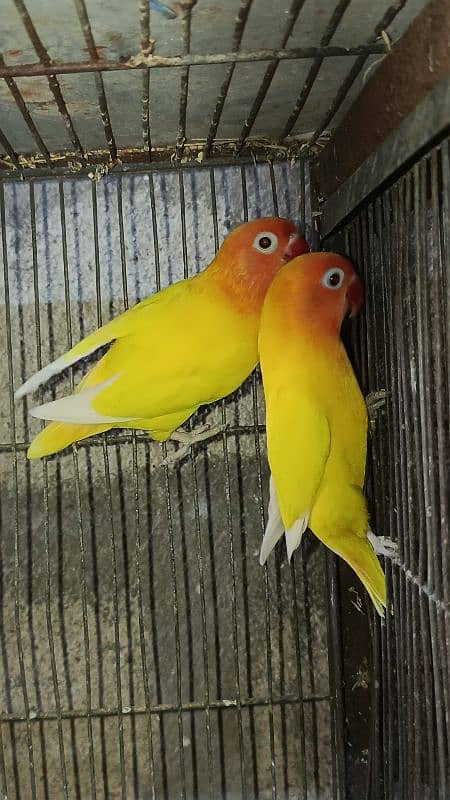 jumbo size breeder lovebirds whole setup albino parblue and personata 15