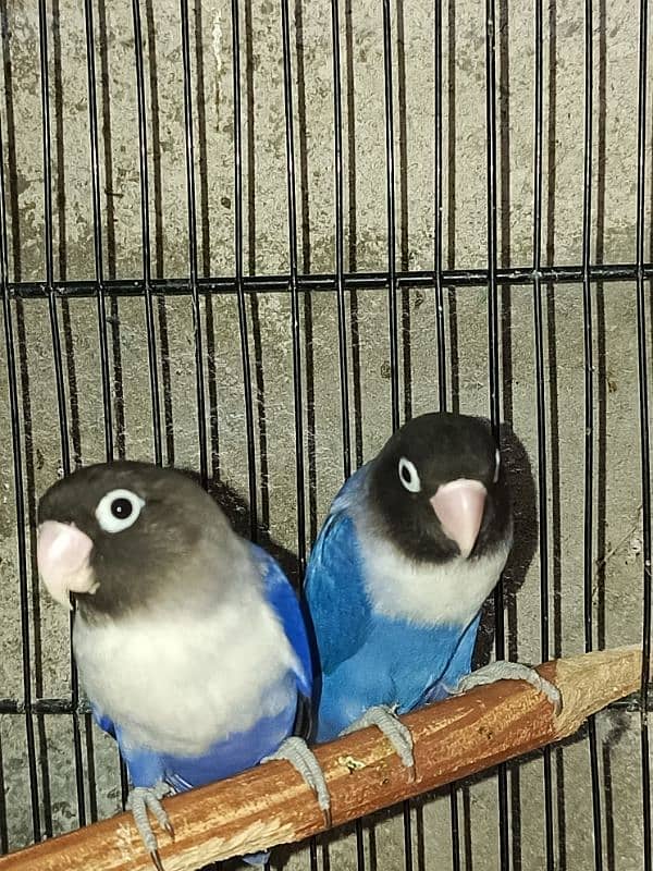 jumbo size breeder lovebirds whole setup albino parblue and personata 16