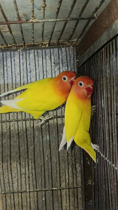 jumbo size breeder lovebirds whole setup albino parblue and personata 18