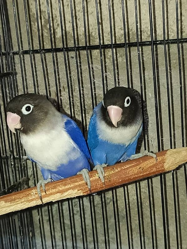 jumbo size breeder lovebirds whole setup albino parblue and personata 19