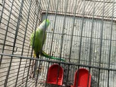 Ring Neck Raw parrot |green parrot|birds