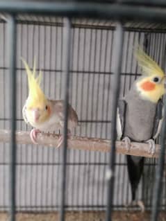 cocktail pair breeder