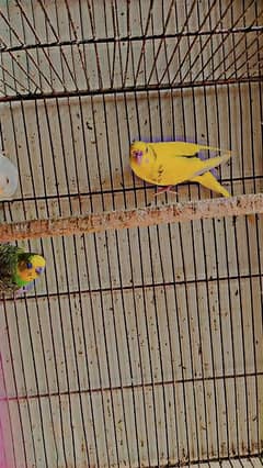 budgies with two portions cage