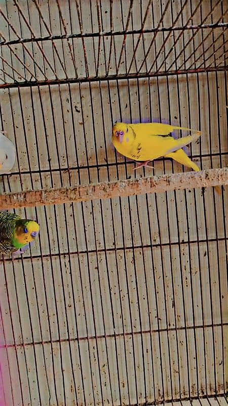 budgies with two portions cage 0