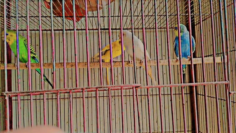 budgies with two portions cage 1