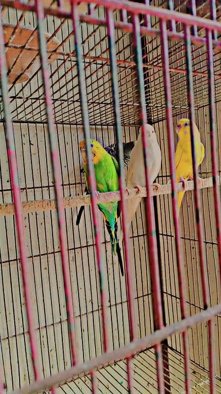 budgies with two portions cage 2