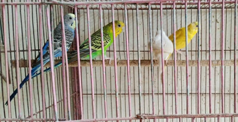 budgies with two portions cage 3