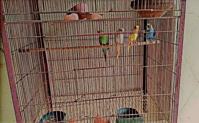 budgies with two portions cage 5