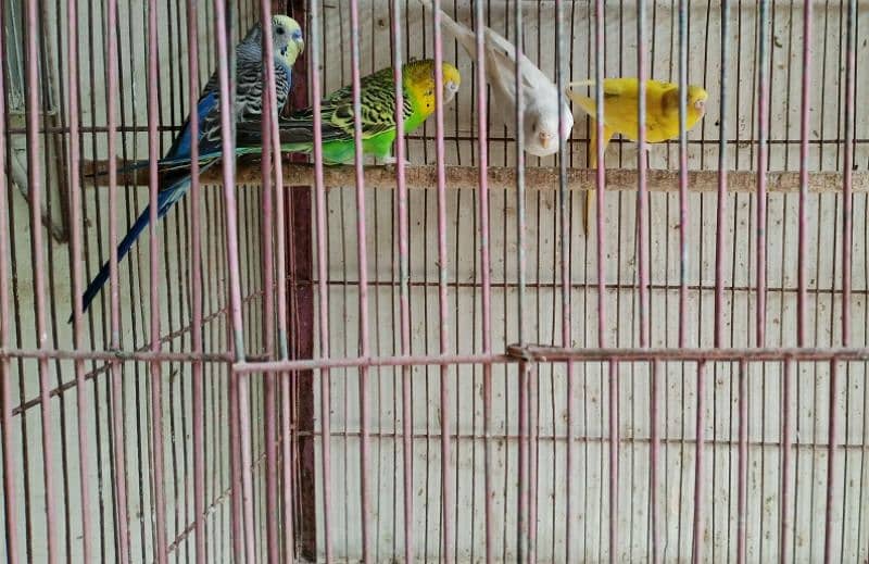 budgies with two portions cage 6