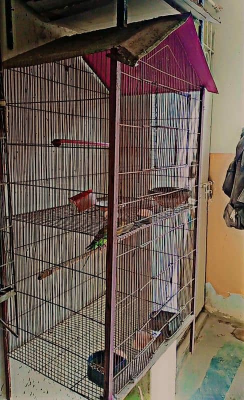 budgies with two portions cage 7