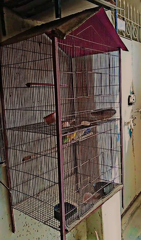 budgies with two portions cage 8