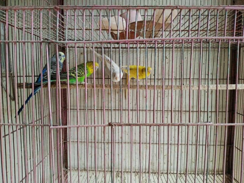 budgies with two portions cage 9