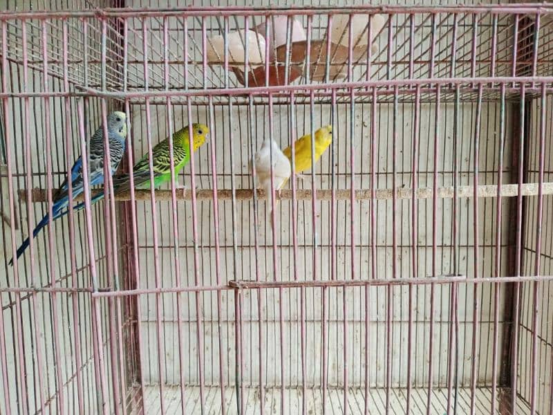 budgies with two portions cage 10