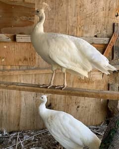 White breeder peacock female