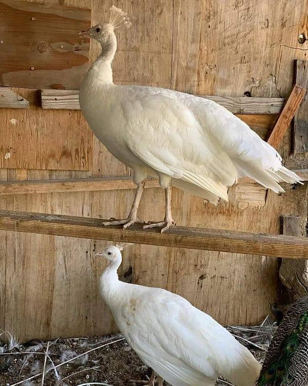 White breeder peacock female 0