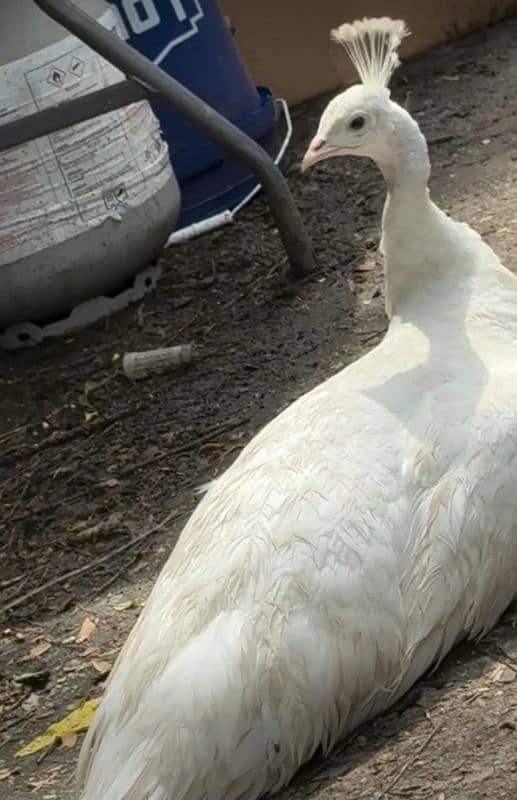 White breeder peacock female 1